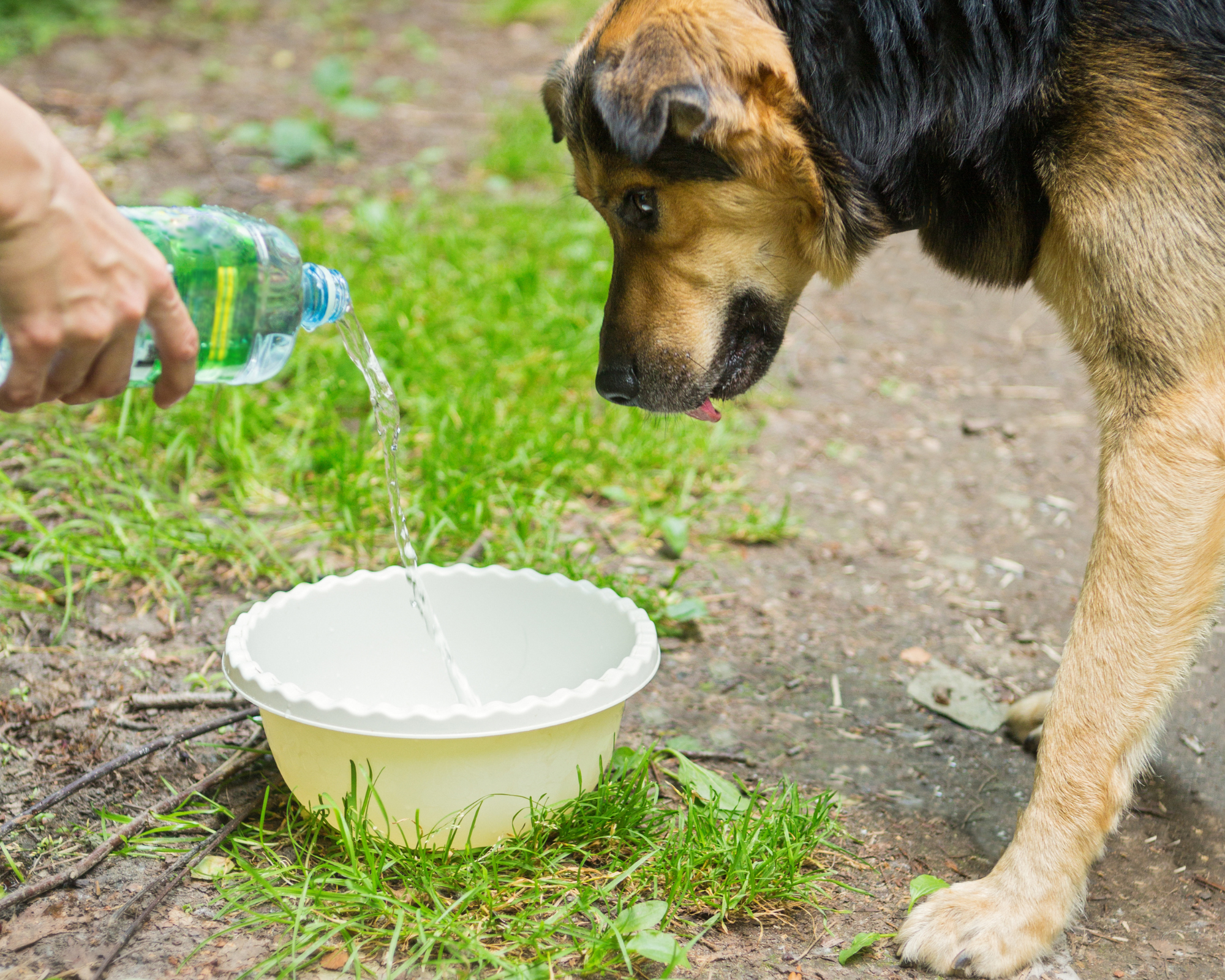 Lovely dog, watching its owner pouring her fresh cold water into the bowl.